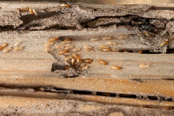 Best Residential Pest Control  in Loxahatchee Groves, FL